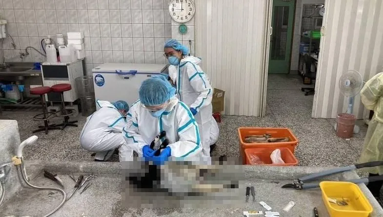 同業「空拍機投毒」害小生命　受害農場悲喊：不可饒恕