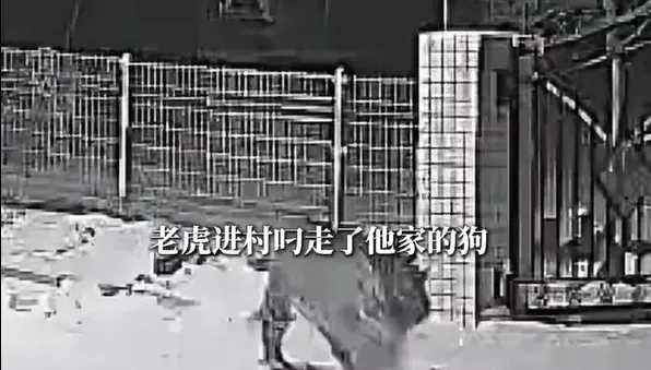雪中留大腳印！老虎闖陸村莊　狗遭叼走「啃剩骨頭和殘骸」