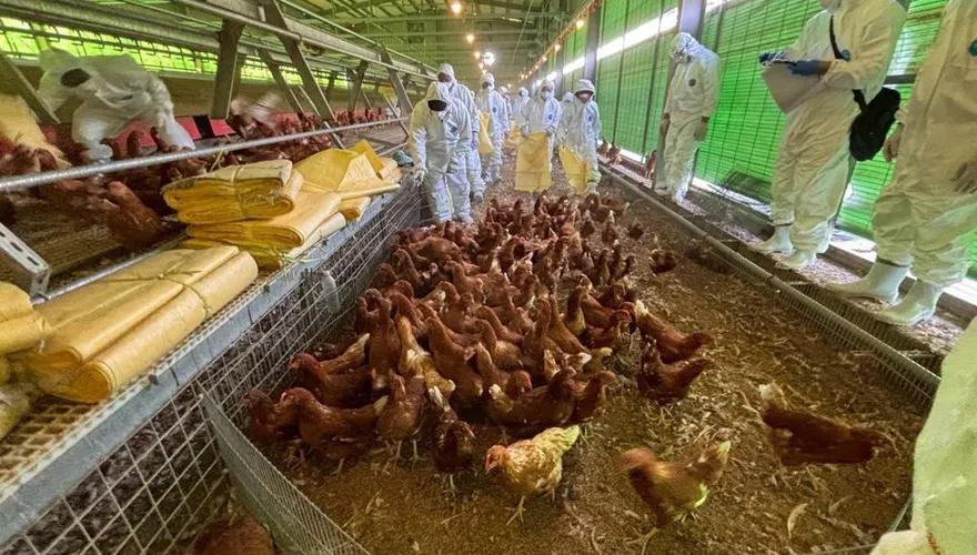 禽流感爆食安危機！譚敦慈揭6大安全守則　急喊：2種蛋別吃