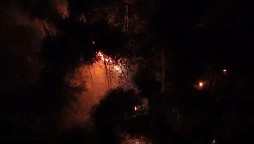 影/雲林九芎神木山林大火！消防奮戰10小時成功撲滅