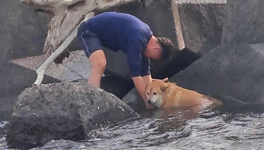 影/屏東家犬被野狗追到跳海！「繩卡消波塊」險滅頂