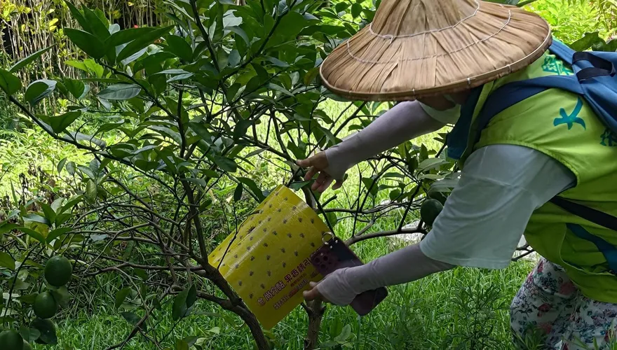 城市農夫照過來！不只辣椒水　北市病蟲害防治秘笈大公開