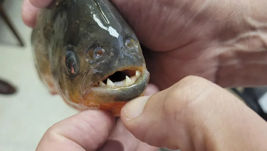阿根廷海灘頻傳食人魚攻擊　逾40人遭咬傷最嚴重「被咬掉指尖」
