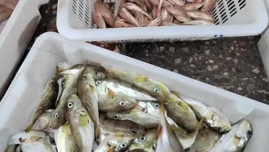 食用河豚中毒！陸12人聚餐後7人進ICU　多地頻發
