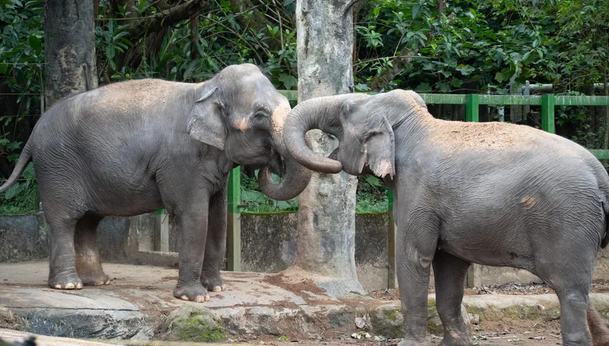 台北動物園熱帶雨林區大翻修！　亞洲象將與非洲象當鄰居