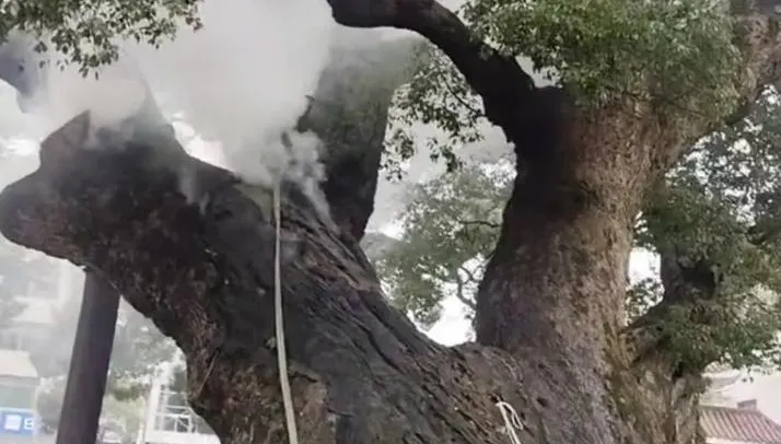 湖南珍稀千年樟樹突起火！起火原因竟是屁孩「鞭炮塞樹洞」