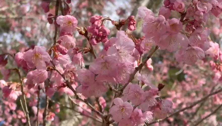 影/粉紅大噴發！武陵農場櫻花季2/13登場　福壽山梅香滿園