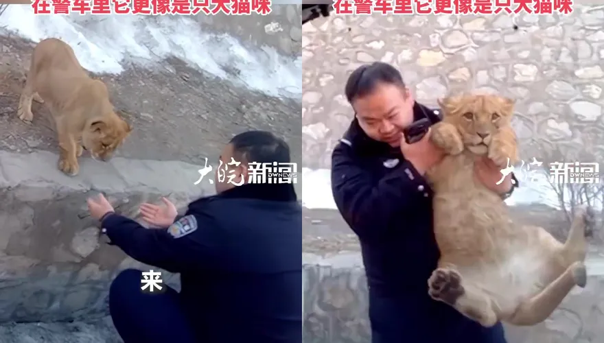 影/「年獸」出逃？陸高速路上驚現小獅子　動物園運輸途中「越獄」