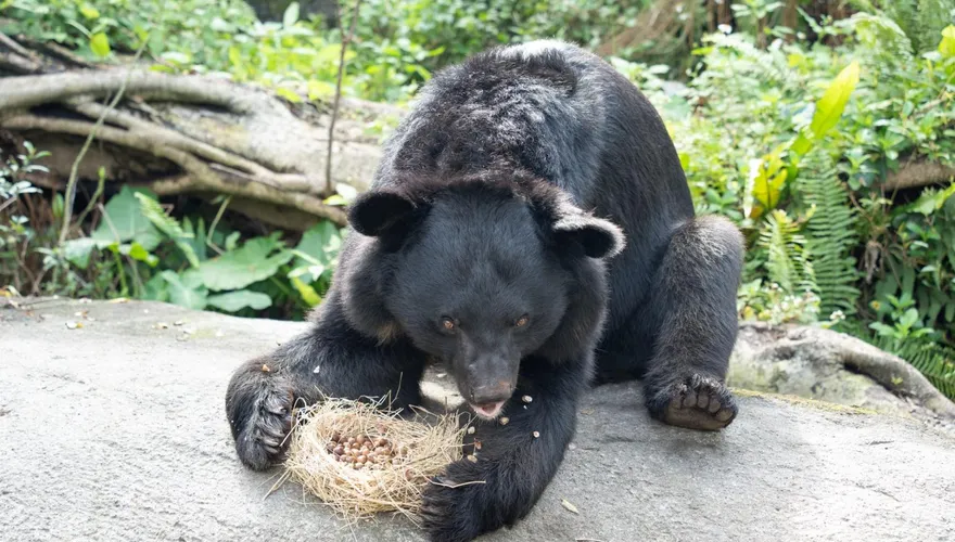 春節加菜！北市動物園年菜曝光　黑熊嗑堅果、獅王狂啃羊排