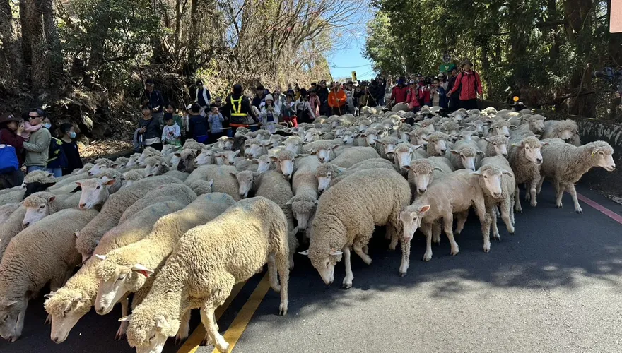 影/馬年幸福「羊」溢！清境農場奔羊節開跑　白馬率百羊山頭狂奔