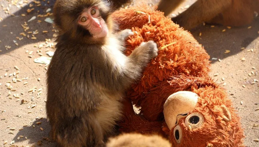 日動物園孤單小猴拖娃娃作伴　網路爆紅成另類明星