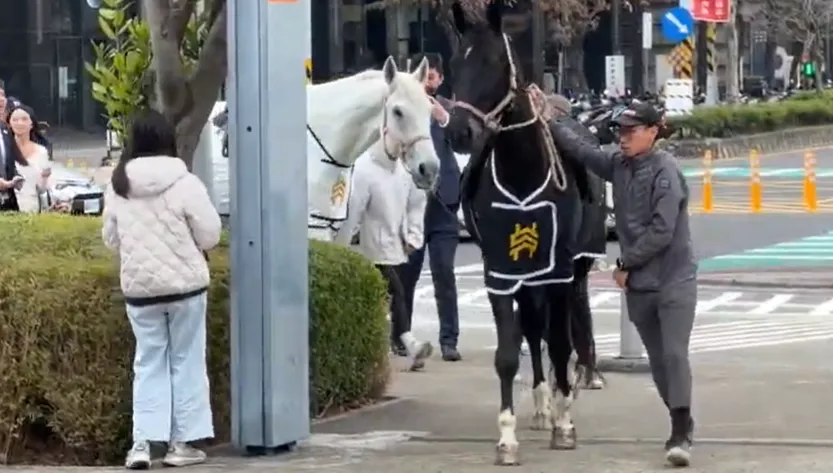 影/「黑白雙馬」迎馬年！仲介業者高鐵站前創意行銷引熱潮