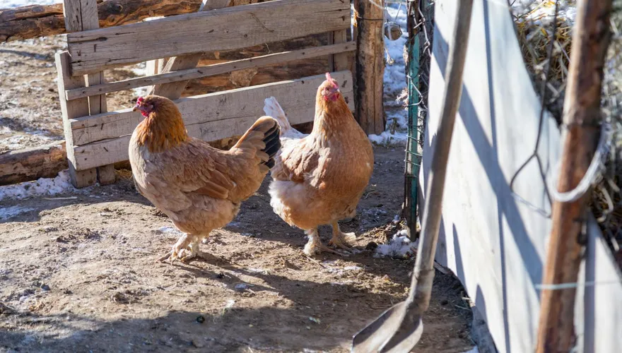 宰殺家禽後高燒不退！陸男感染鸚鵡熱　家人及時披露接觸史救命