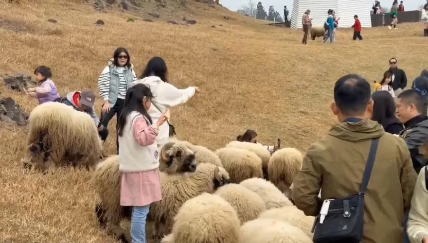 影/雲端上羊咩咩！初一清境農場旅客破5千　馬來西亞、澳門都來了