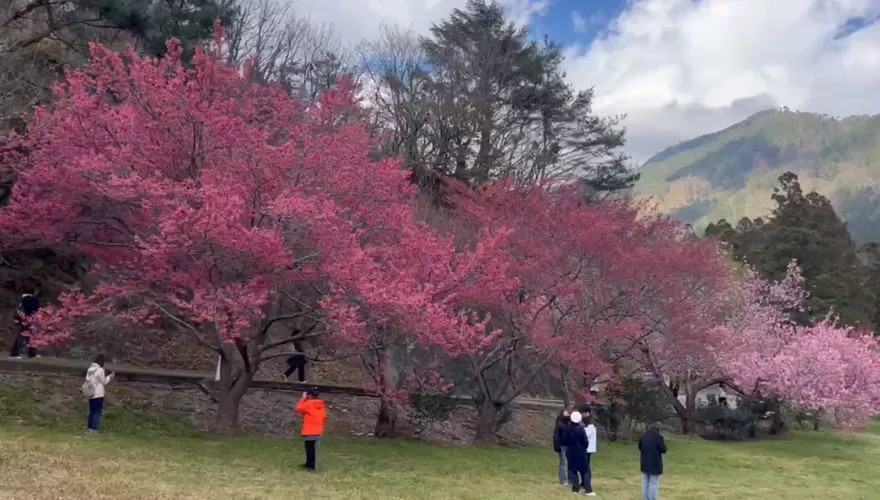 影/春節好天氣！武陵農場櫻花盛開　紅粉佳人、昭和櫻開5成