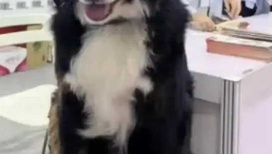 陸寵物公司模特犬上海走失近20天　 負責人懸賞274萬盼尋回