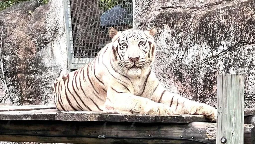 壽山動物園明星白老虎「昭海」高齡19歲離世　相當人類90歲