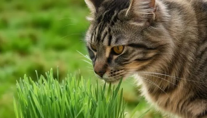 飼主完成寵物身分登記可抽300元寵物券、3000元健檢補助