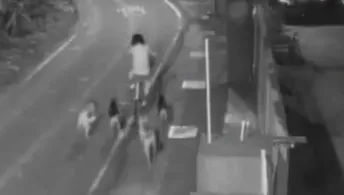 驚悚！深夜遭「米克斯大軍」猛追　彰化14隻惡犬咬傷路人