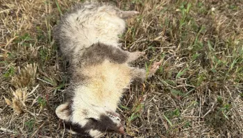 毛孩快打疫苗！屏東驚爆「首例狂犬病」　野生鼬獾驗出陽性
