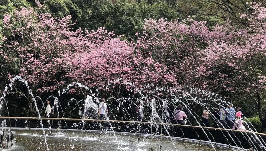 最後倒數！陽明山花季3/15落幕　花卉盛宴錯過再等一年