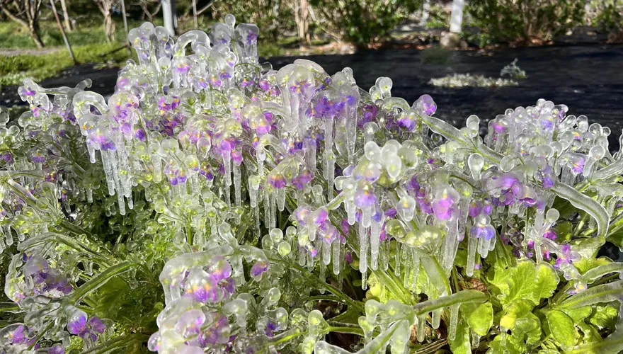 影/武陵農場零下0.6度！藤花園水晶宮美翻　花草也結冰