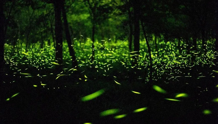 馬太鞍堰塞湖災後大型生態旅遊！大農大富「螢光閃閃」