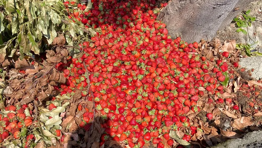 苗栗國「拿草莓種樹」畫面曝　網嘆：樹都吃的比我好