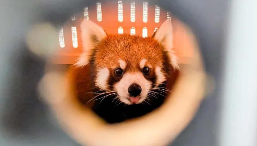 影/日本小貓熊「茜茜」抵台北動物園　將為瀕危物種繁衍後代