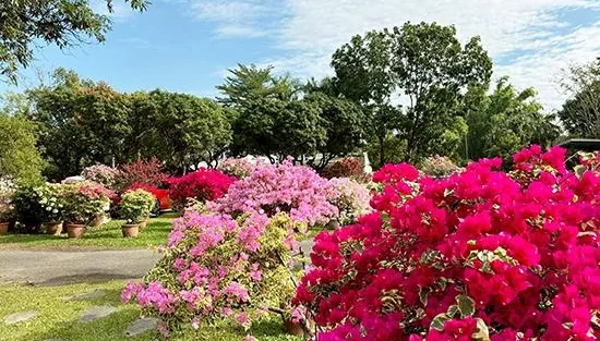 台南推花草療癒之旅　白河木棉花季700棵紅焰綻放中