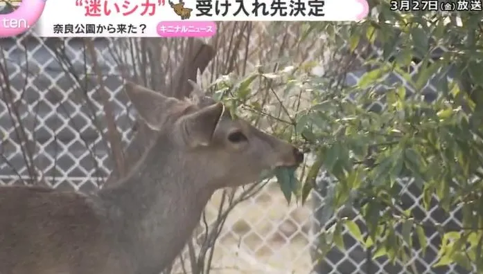 大阪「迷鹿」找到新家！喜獲新名入住溫泉區享福