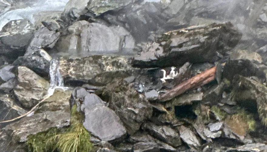 奇蹟生還！主人墜崖送醫　紐西蘭忠犬懸崖邊痴等一週獲救