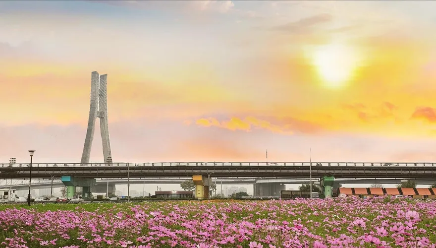 2026新北花海開跑！大都會公園「3公頃夢幻花園」波斯菊、向日葵綻放