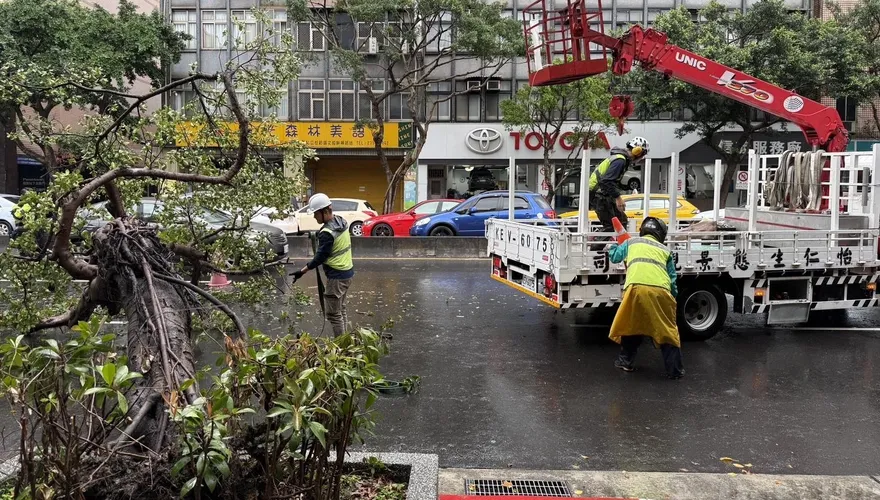 影/北市大安區路樹倒塌　2車急煞追撞車頭全毀