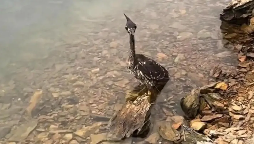 以為是很凶野鳥...他遊千島湖順手救了「最神祕國寶」僅存千隻