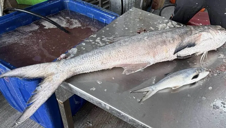 彰化線西漁民捕獲20台斤野生午仔魚　老饕4萬元搶購