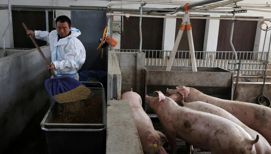 豬飼料「去美化」？中美貿易戰衝擊　陸加速推發酵飼料減少大豆依賴