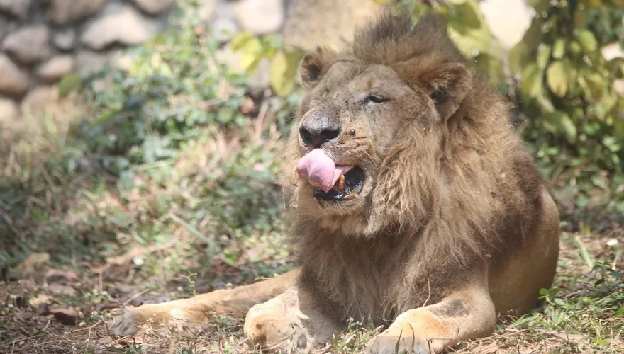 非洲獅「二哥」眼盲齒殘疑遭虐待　壽山動物園：已是老爺爺