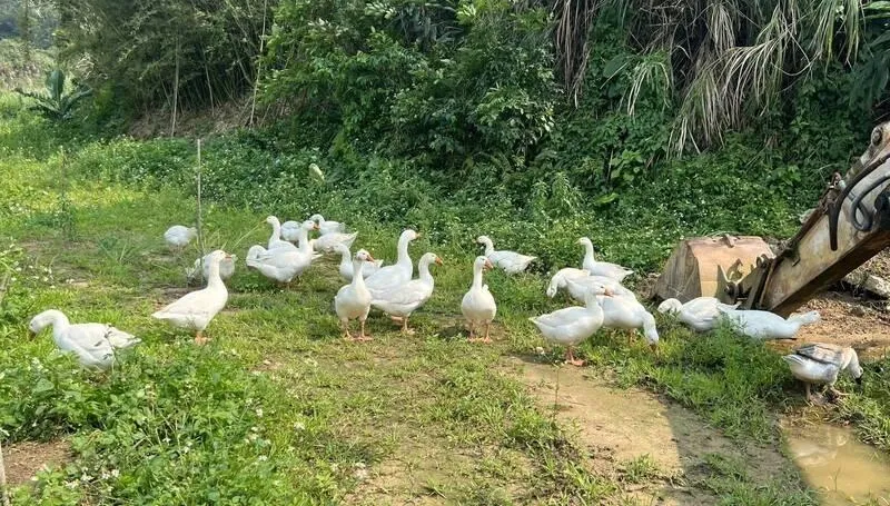 苗栗農園鵝群集體「翹家」！警循線抓到了　飼主感激：找回家人