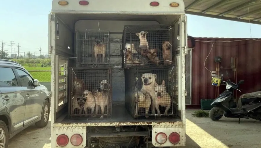 嘉義縣黑心狗場10犬遭割聲帶　場主遭送辦裁罰
