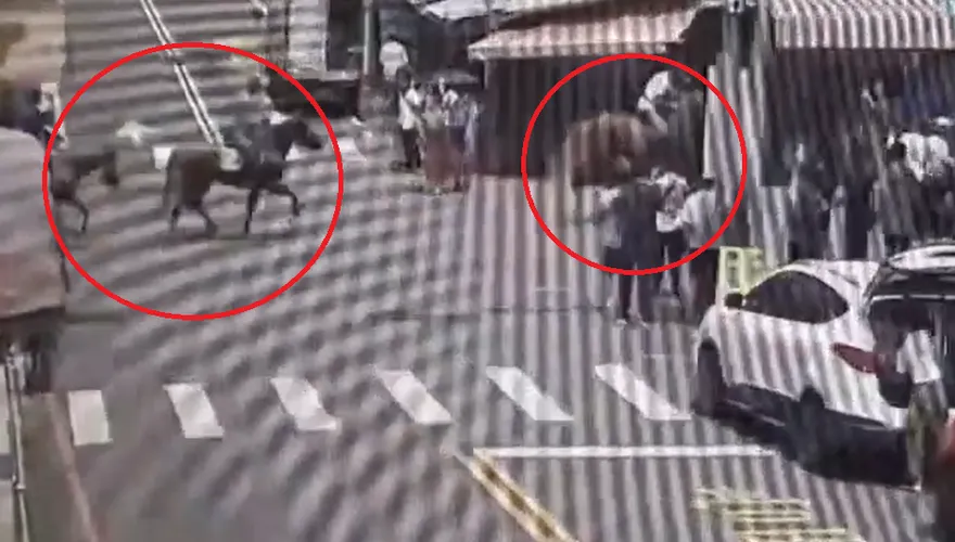影/苗栗南庄街頭驚見「3人騎馬奔馳」　警開單舉發