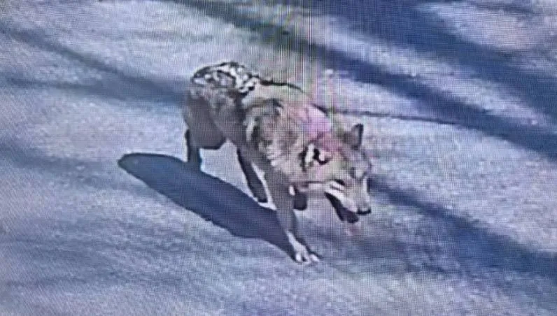 影/無人機追不上！韓動物園2歲公狼翻牆逃7天　徹夜圍捕失敗