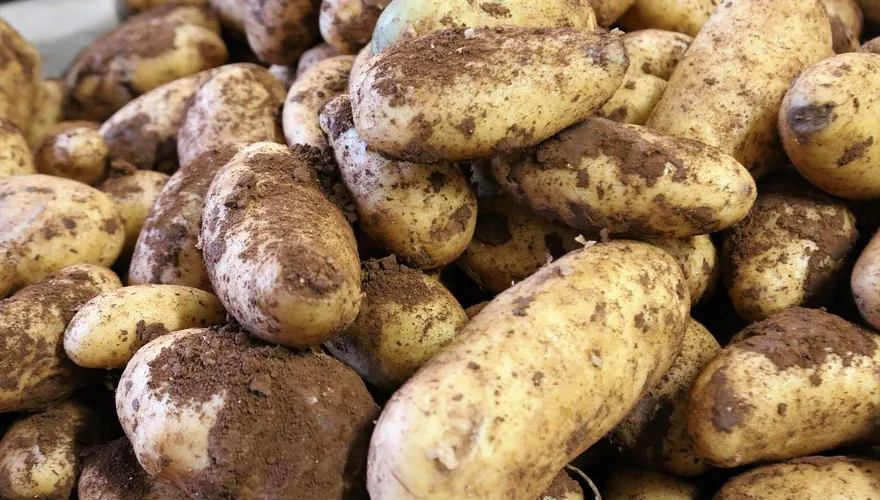 進口馬鈴薯怎麼把關？食藥署：發芽、腐敗整顆丟棄