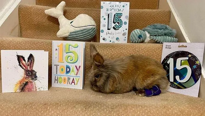 全球最長壽兔瑞15歲高齡遠超平均壽命　飼主爆料牠擁3任妻子