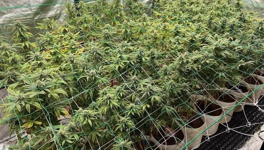 深化台美關係不只軍購！挺麻團體籲賴政府：向美靠攏「終止大麻戰爭」