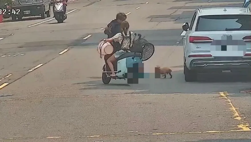 影/逃家貴賓犬街頭亂竄！鳳山警出動「塑膠籃」捕捉