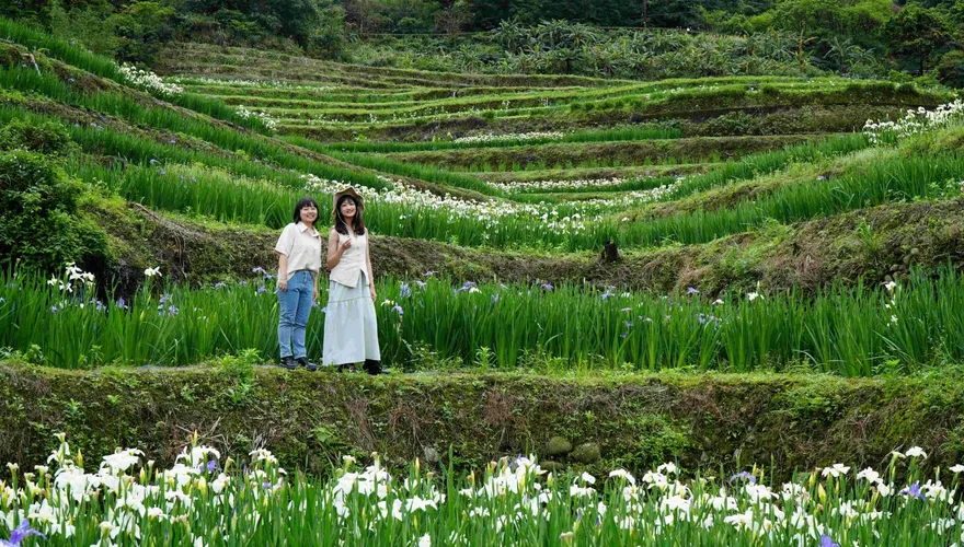 百年梯田大變身！石門嵩山社區「鳶尾花海」美景必看