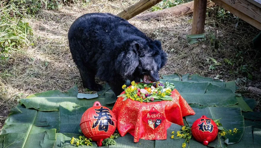 壽山動物園黑熊「瑪莉奶奶」辭世！　今年第4隻明星動物離開