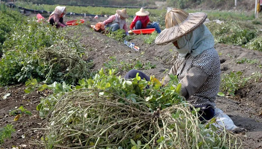 美國花生零關稅進口！彰化花生農剉咧等：拜託政府「千萬毋湯」
