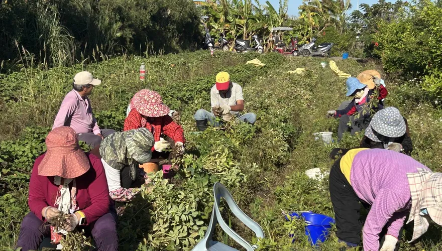 才剛開盤就慘跌！台美貿易協定讓花生產地價攔腰砍